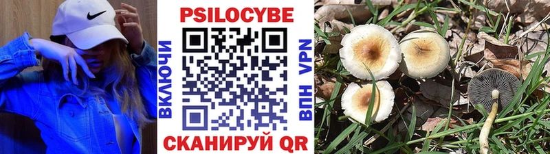 купить наркоту  Домодедово  Псилоцибиновые грибы Psilocybine cubensis 
